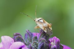 Plant Bug (Rhabdomiris striatellus?) - Woodfield CP.