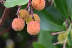 Strawberry Tree (Arbutus unedo) fruit - Woodfield CP.