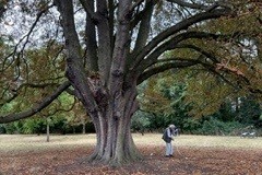 Colin measuring girth of tree 1. - Woodfield Park.