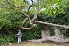 Colin measuring girth of tree 2. - Woodfield Park. 