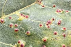 Walnut gall - Woodfield Park 2