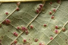 Walnut gall underside - Woodfield Park 2. 