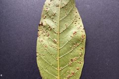 Walnut gall underside - Woodfield Park.