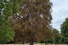 Horse Chestnut - Woodfield Park.