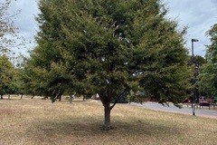 Tree - Woodfield Park. 