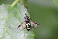 Chrysotoxum bicinctum, Woodfield Green.