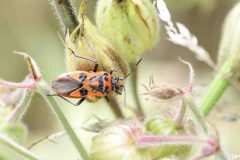 Corizus hyoscyami (Scentless Plant-bug), Woodfield Green.