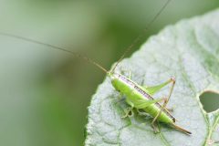 Long-winged Conehead nymph (Conocephalus fuscus), Woodfield Green.