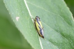 Evacanthinae interruotus, Woodfield Green.