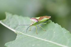 Hawthorn Shield Bug (Acanthosoma haemorrhoidale), Woodfield Green.