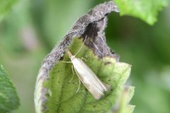 Agriphila straminella, Woodfield Green.
