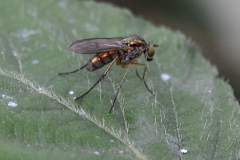 Dolichopus sp., Woodfield Green.