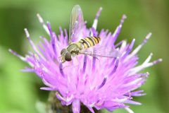 Epistrophe sp., Woodfield Green.