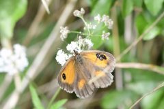 Gatekeeper (Pyronia tithonus), Woodfield Green.