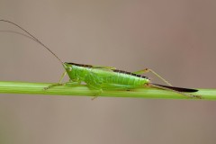 Long-winged Conehead - Conocephalus fuscus, Woodfield Green.