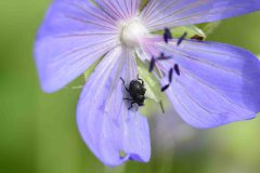 Meadow Crane's-bill Weevil or Geranium Weevil (Zacladus geranii), Woodfield Green.
