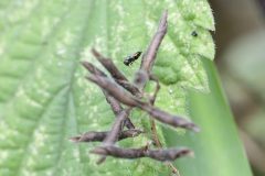 Sepsis sp., Woodfield Green.