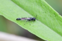Slender Wood-borer Wasp (Trypoxylon attenuatum)