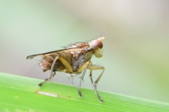 Tetanocera sp., Woodfield Green.