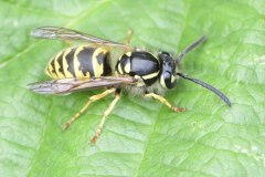 Vespa vulgaris, Woodfield Green.