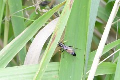 Xylota segnis, Woodfield Green.