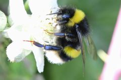 Bombus terrestris/lucorum, Potteric Carr. 