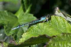 Common Blue Damselfly - Enallagma cyathigerum, Potteric Carr.