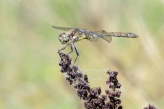 Common Darter - Sympetrum striolatum, Potteric Carr. P