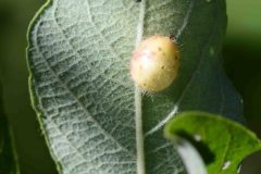 Gall (awaiting ID), Potteric Carr.