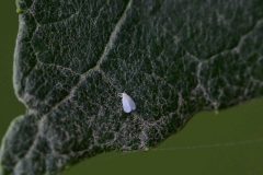 A White-fly (Aleyrodidae) Possibly Trialeurodes vaporariorum), Potteric Carr