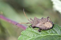 Dock Bug - Coreus marginatus, Potteric Carr. 