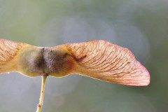 Etainea louisella mine on samara of Field Maple, (Acer campestre) - Potteric Carr.