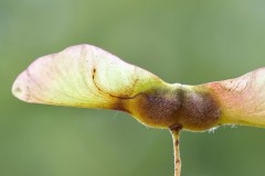 Etainea louisella mine on samara of Field Maple, (Acer campestre) - Potteric Carr. 