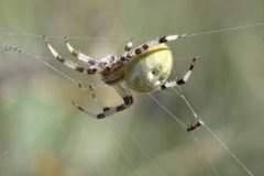 Four-spot Orb-weaver - Araneus quadratus, Potteric Carr. 