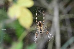 Garden Spider - Araneus diadematus, Potteric Carr. 