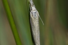 Grass Moth, Potteric Carr. Photo by Les Coe