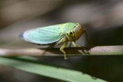 Green Leafhopper - Cicadella viridis, Potteric Carr. 