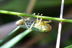 Green Leafhopper - Cicadella viridis, Potteric Carr. 
