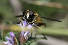 Hoverfly - Eristalis sp., Potteric Carr. 