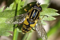Hoverfly - Eristalis sp., Potteric Carr. 