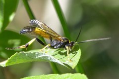Ichneumon Wasp - Dusona falcator, Potteric Carr. 