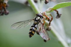 Hoverfly - Meliscarva auricollis, Potteric Carr. 