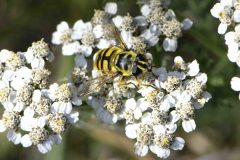Hoverfly - Myathropa florea, Potteric Carr. 