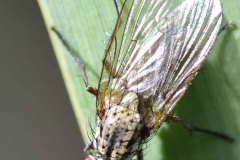 Phorbia sp, Potteric Carr. 