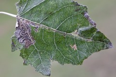 Phyllocnistis xenia leafmine on Grey Poplar, (Populous canescens) - Potteric Carr. Photo by Samantha Batty