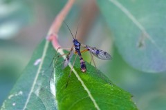Ptychoptera contaminata- Potteric Carr. Photo by Samantha Batty