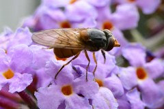 Hoverfly - Rhingia rostrata, Potteric Carr. 