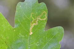 Stigmella aceris leafmine on Field Maple, (Acer campestre) - Potteric Carr. 