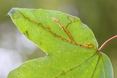 Stigmella aceris leafmine on Field Maple, (Acer campestre) - Potteric Carr. 