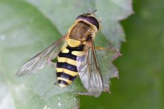 Hoverfly - Syrphus ribesii , Potteric Carr. 